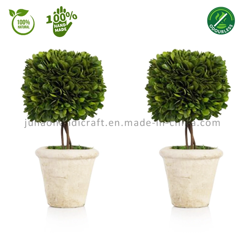 100% Natural Preserved Boxwood Topiary Mini Bonsai Combo of Modern and Antique Evergreen