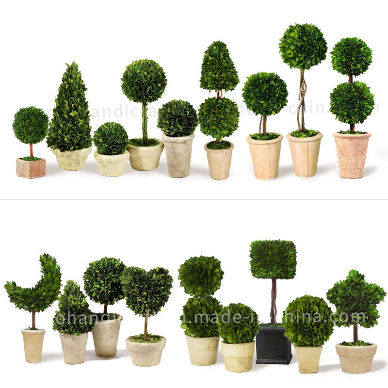 100% Natural Preserved Boxwood Topiary Mini Bonsai Combo of Modern and Antique Evergreen