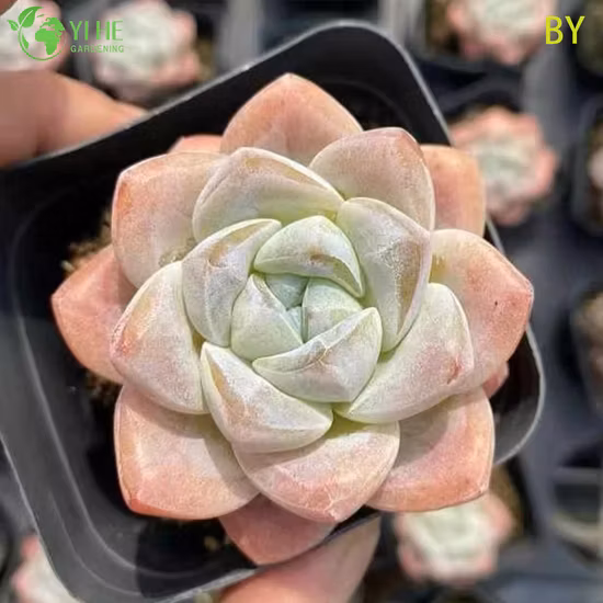 Großhandel für Gartenbau-Minipflanzen Fittonia Red Live Plants Indoor Bonsai