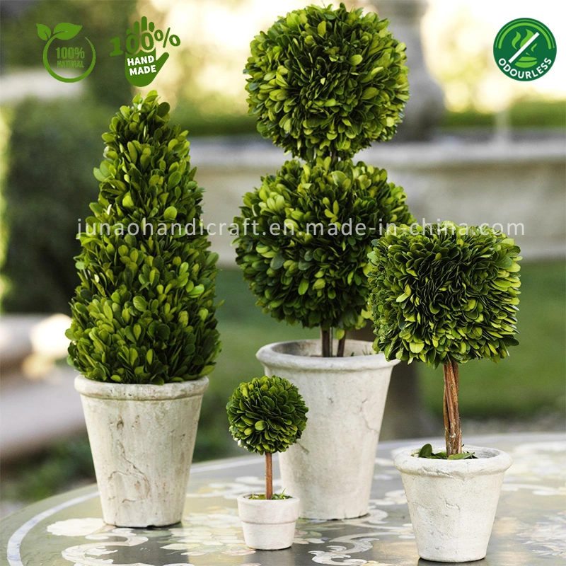 100% Natural Preserved Boxwood Topiary Mini Bonsai Combo of Modern and Antique Evergreen