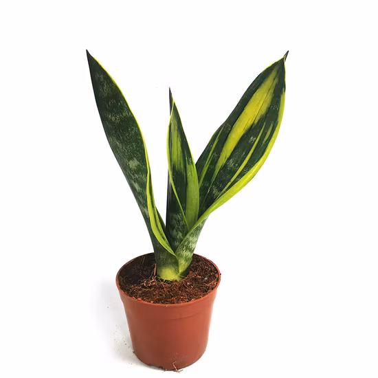 Goldene Hahnii-Schlangenpflanze Sansevieria