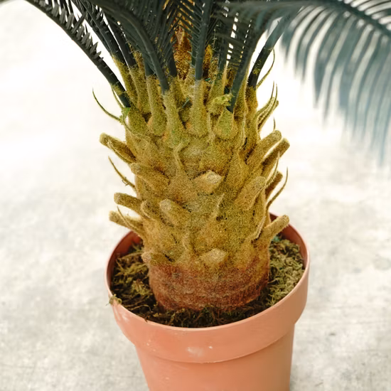 80 cm Höhe, für den Innen- und Außenbereich, Gartenornamente, Mini-künstlicher Cycads-Bonsai-Baum für die Heimdekoration