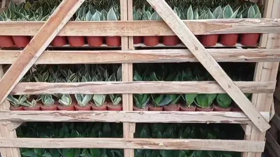 60–70 cm hohe Sansevieria Laurentii Schlangenpflanzen im Topf, Blumenbonsai für den Außenbereich