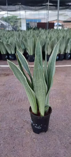  Schlangenpflanze Trifasciata CV.  Bantels Sensation Sansevieria Bonsai lebende Pflanzen